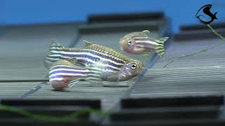 Breeding Zebra Danios [upl. by Heber]