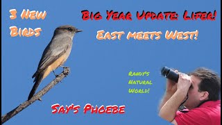 BIG YEAR Update Says Phoebe and others [upl. by Abroms261]