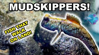 MUDSKIPPERS Tank Setup and Care [upl. by Muldon267]