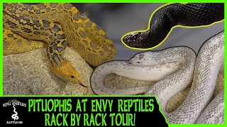 BULLSNAKE GOPHER amp PINE SNAKES AT ENVY REPTILES RACK BY RACK TOUR [upl. by Chandless948]