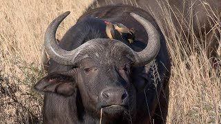 The Unlikely Friendship of Cape Buffalos and Oxpeckers [upl. by Hanid]