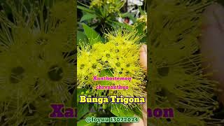 Bunga Trigona Mekar Foyuu xanthostemon flora flower [upl. by Yelrahc]