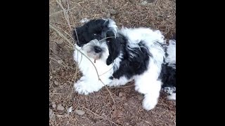 Trained Australian Labradoodle Puppies [upl. by Anaud]