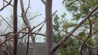 Pruning Young Trees [upl. by Awahsoj]