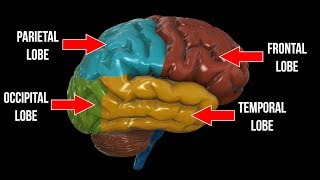 Frontal Lobe Parietal Lobe Occipital Lobe OH MY [upl. by Nayr]