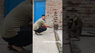 Langur ko khilya angur❤️🤣 funny youtubeshorts viralvideo comedy vlogventures lokeshupadhyay23 [upl. by Sinegold]