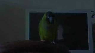 Funny Parrot Promo Ads  5 TV Commercials [upl. by Drofnats]