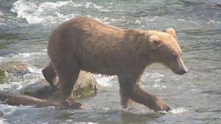 Bears Boats n Fish  Bristol Bay 19 [upl. by Eissen17]