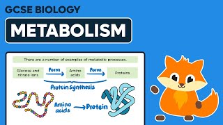 Metabolism  GCSE Biology [upl. by Avelin92]