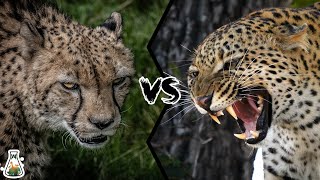 Cheetah VS Leopard  Who Would Win [upl. by Odlaner]