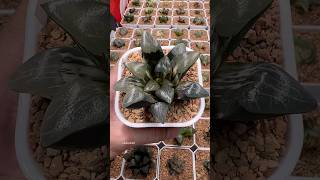 Haworthia Correcta Kejin Variegated haworthia plants garden [upl. by Layod]