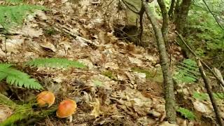 Foraging in Maine King Bolete Mushrooms on the side of a hill Growing environment of Porcini [upl. by Holmann]