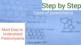 How to draw parenchymatous tissue  Types of parenchyma  Easy way [upl. by Arnuad]