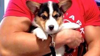 CORGI PUPPY Comes Home  Gatsbys First Day [upl. by Yendyc]