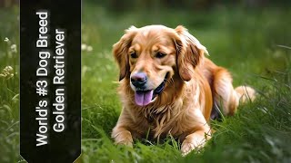 Worlds 3 Dog Breed  Golden Retriever  A Sunshine Companion [upl. by Peedus]