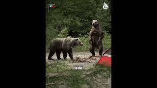 ¡Este hombre y su esposa fueron devorados vivos por osos en cámara [upl. by Bradeord240]