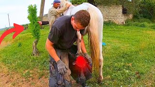 This horse COULDNT stand the smell was VERY HORRIBLE  full horse hoof cleaning [upl. by Dennet]