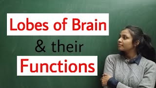 lobes of brain and their function I brain lobes function [upl. by Ecienaj]