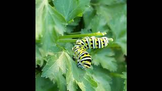 Swallowtail butterfly caterpillar eating [upl. by Sanyu]