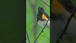 American redstart Setophaga ruticilla [upl. by Poppy]