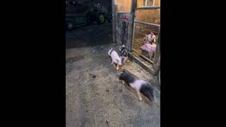 Piggies on the run farming pig piggy funnyshorts funnyanimals [upl. by Imiaj]