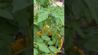 Tomato plant houseplant youtubeshorts flowers nature indoorplantshouseplantlove youtubeshort [upl. by Eimme632]