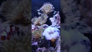 Anemones are to clownfish like what Trampolines are to Kids nanoaquarium [upl. by Assyli]