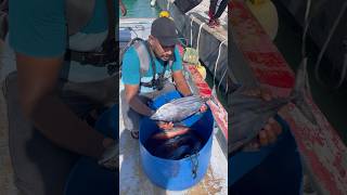 ഇത് മുഴുവനോ shortsfeed youtubeshorts malayalamfishing fishshorts tunafish fishcutting fish [upl. by Hulbig]