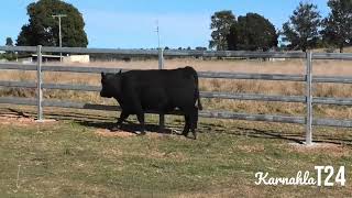 Aussie Angus Brangus Bull Sale Lot 26 Karnahla Theo T24 [upl. by Seessel92]