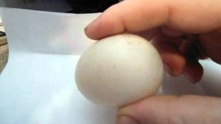 How to hatch Muscovy duck eggsAVI [upl. by Phio364]