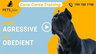 Cane Corso Journey  From Aggressive to Obedient  Dog Training Services  Petsfolio [upl. by Enier]