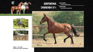 47 Serpentina Carababa 50 [upl. by Ydarg73]