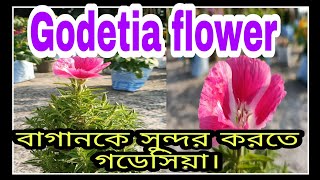 How to grow amp care GodetiaSatin flowerFarewell to spring care গডেসিয়া ফুলের সম্পূর্ণ পরিচর্যা। [upl. by Warenne]