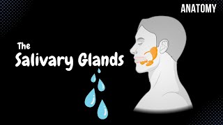 Minor amp Major Salivary Glands Parotid Submandibular Sublingual Anatomy [upl. by Rambow418]