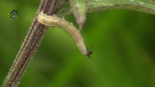 CHENILLE CarnassièreLarveChasseProie  BRUITX [upl. by Adile]