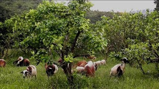 Cría de Ovejas en un Cultivo de Limón como Alternativa ante el HLB de los Cítricos [upl. by Darrej567]