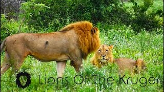 New Male Lions ROARING For Territory Male Lions IN GOMONDWANE Territory Kruger National Park [upl. by Lean]