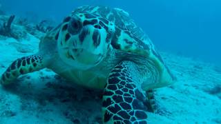 Friendly Hawksbill Sea Turtle [upl. by Pyle]