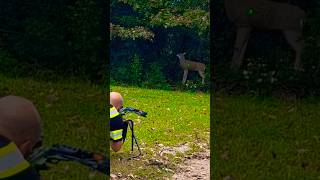 Archery 3d deer target practice crossbow [upl. by Hokanson]