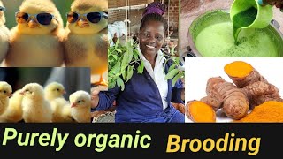 How to brood Chicks organically to avoid mortality 100🙏 [upl. by Akessej]