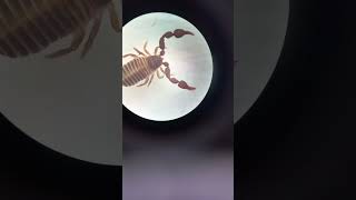 Pseudoscorpion is a Strong Predator Did You Know 09august2022 [upl. by Eixirt]