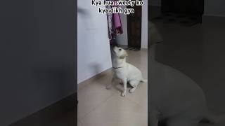 Kis liye sweety kudne lgisubscribe like follow doglover ytshortsindiaytboost ytshortsvideo [upl. by Annairam]