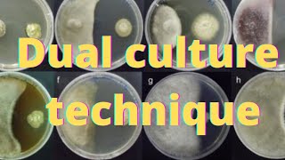 Dual culture technique of fungi and biocontrol agent 🧫🔬 [upl. by Stefan]