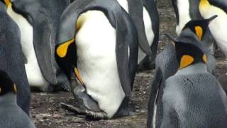 Penguin feeding chick [upl. by Adamina799]