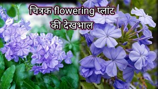 How to grow and care plumbagoचित्रक flowering plantGreen Garden Gujarat [upl. by Woodrow451]