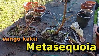 Trasplante de metasequoia y acodo fallido de sango kaku [upl. by Netsua]