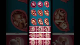 Fetus development5 week to 13 week loveandsubscribe thechannel [upl. by Daahsar]