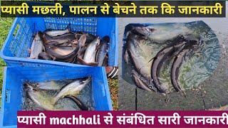 प्यासी मछली पालन कैसे करे सम्पूर्ण जानकारी  All information about Pangasius Fish Farming pangas [upl. by Viafore]