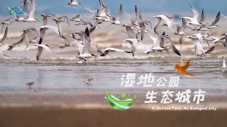 【This is Fuzhou 06】A Wetland Park An Ecological City [upl. by Ertha]