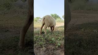 Big Male Sheep eatingMale Sheep🐑enjoyBest diet for sheep eating fast Sheep eating green grass [upl. by Moulton]